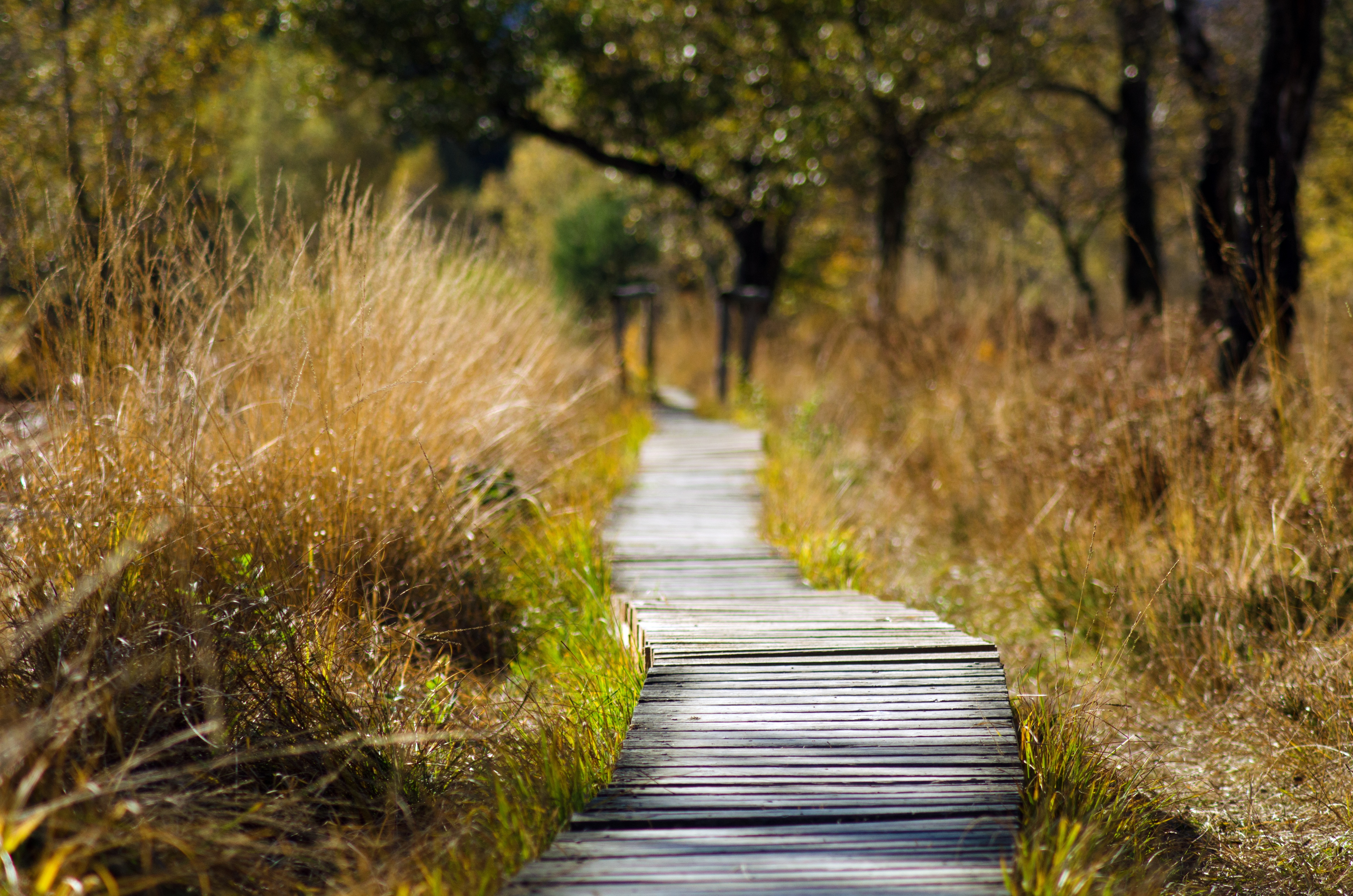 Wandeling
